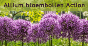 Allium bloembollen Action