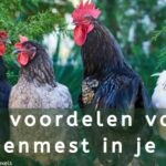 EvenDelen.be De voordelen van kippenmest in je tuin