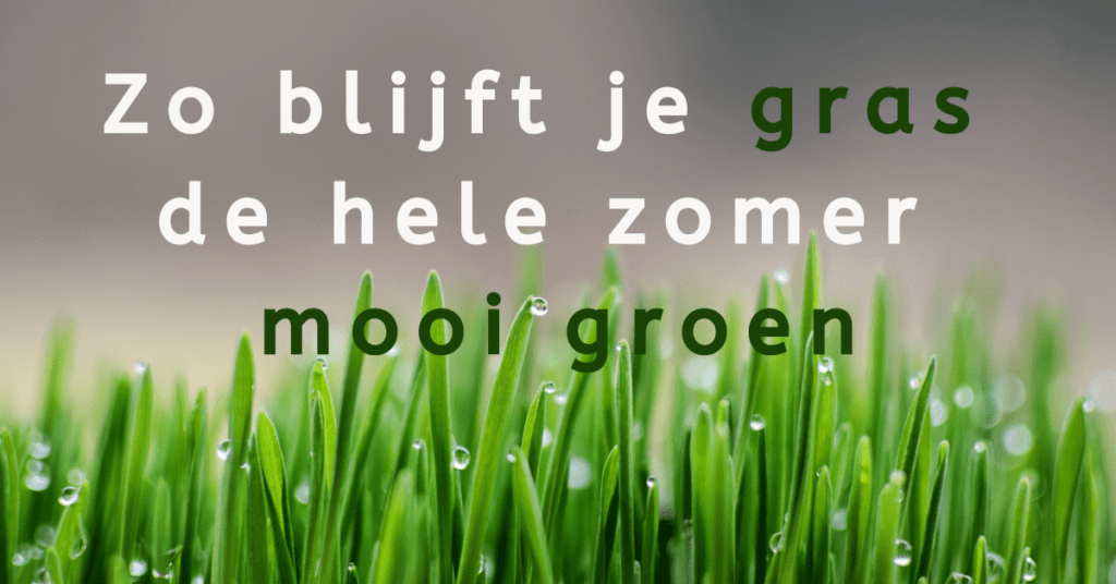 Zo blijft je gras de hele zomer mooi groen www.EvenDelen.be