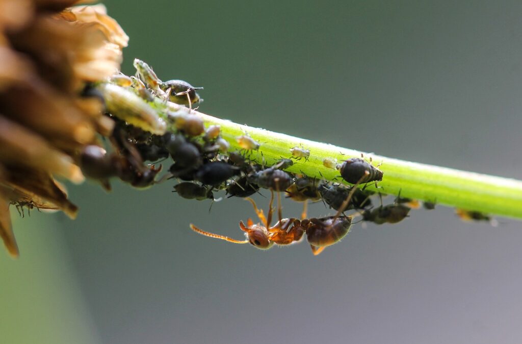 EvenDelen.be Mieren tegen bladluizen.
