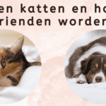 EvenDelen.be Kunnen katten en honden vrienden worden