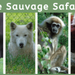 EvenDelen.be Monde Sauvage Safaripark