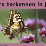 EvenDelen.be Vlinders herkennen in je tuin!