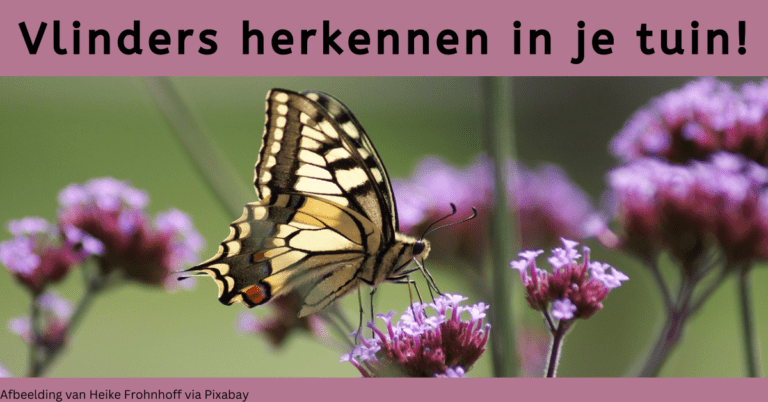 EvenDelen.be Vlinders herkennen in je tuin!