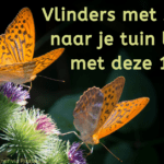 EvenDelen.be Vlinders lokken
