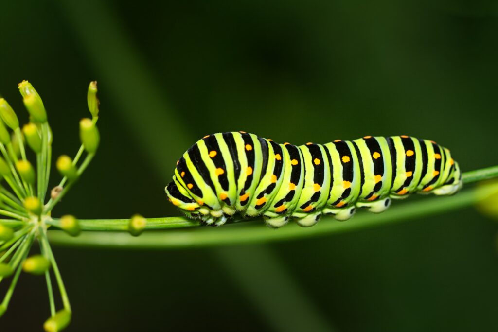 EvenDelen.be Vlinders lokken rups