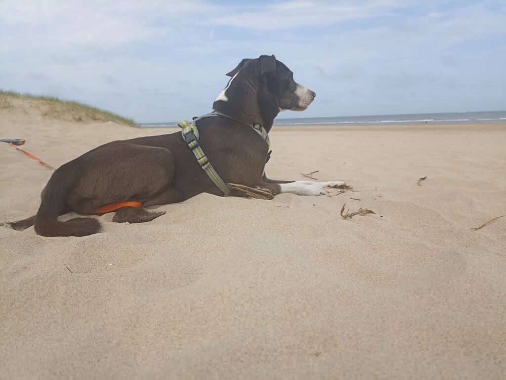 EvenDelen.be hond aan zee