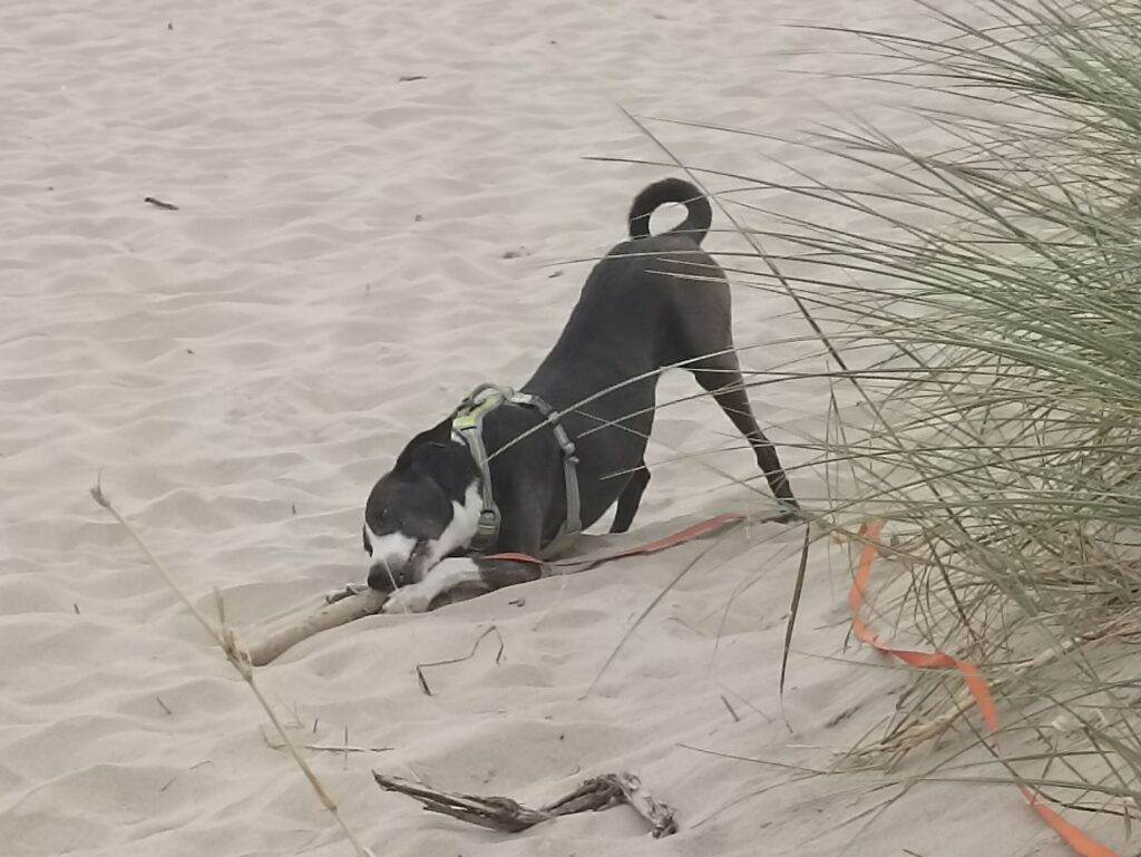 EvenDelen.be Kamperen met onze hond aan zee