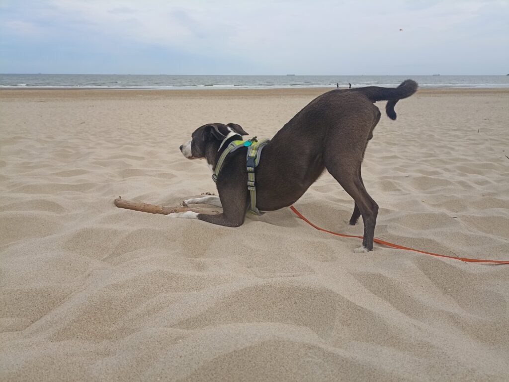 EvenDelen.be Kamperen aan zee