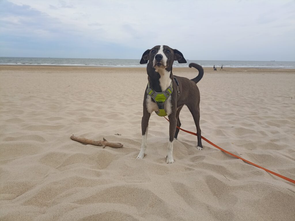 EvenDelen.be Kamperen met Rex aan zee