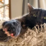 Close-up van de donkergrijze kat Misky die relaxed met haar pootje naar voren op een zacht wit kleed ligt om kattengedrag te begrijpen.