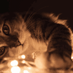 Katten en kerstversiering