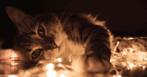 Katten en kerstversiering