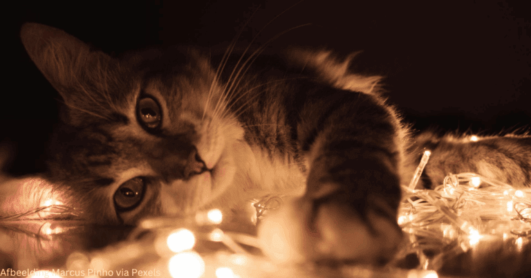 Katten en kerstversiering
