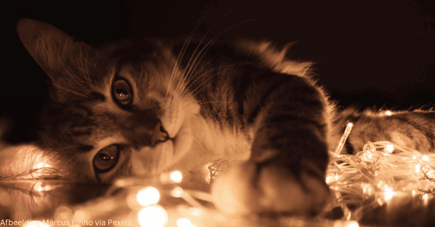 Katten en kerstversiering