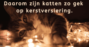 EvenDelen.be Katten en kerstversiering