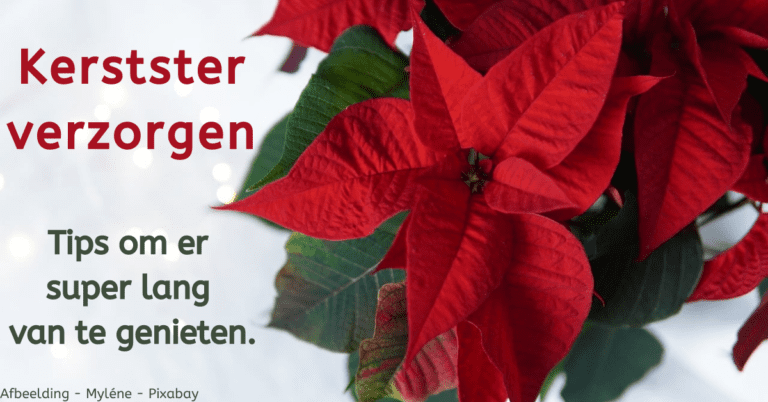 EvenDelen.be Kerstster verzorgen