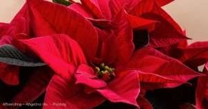Kerstster verzorgen – tips om er super lang van te genieten