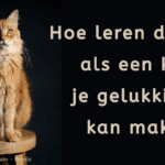 EvenDelen.be Denken als een kat