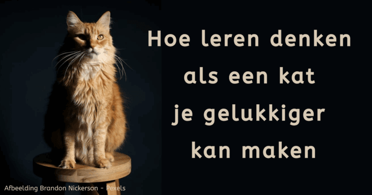 EvenDelen.be Denken als een kat