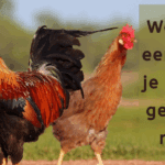 EvenDelen.be Waarom een haan je kippen gelukkig maakt