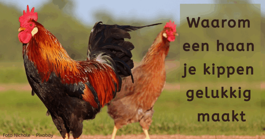 EvenDelen.be Waarom een haan je kippen gelukkig maakt