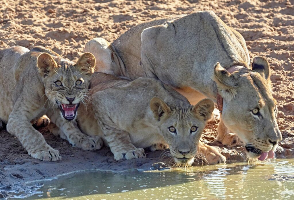 EvenDelen.be African Cats