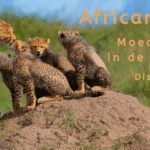 EvenDelen.be African Cats