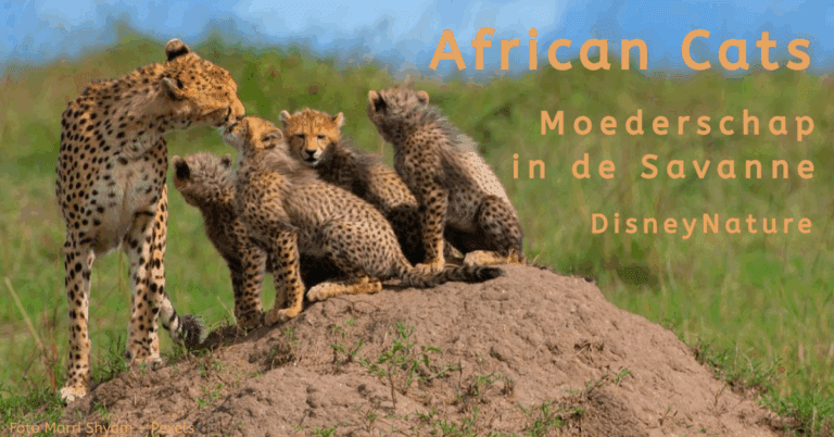 EvenDelen.be African Cats