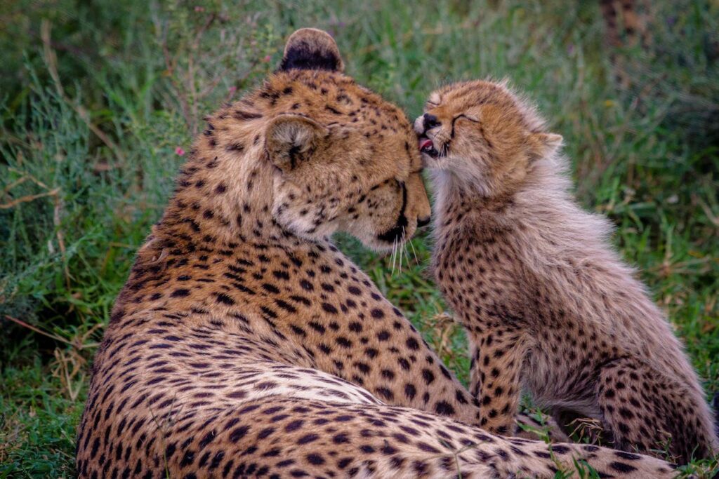 EvenDelen.be African Cats Disney