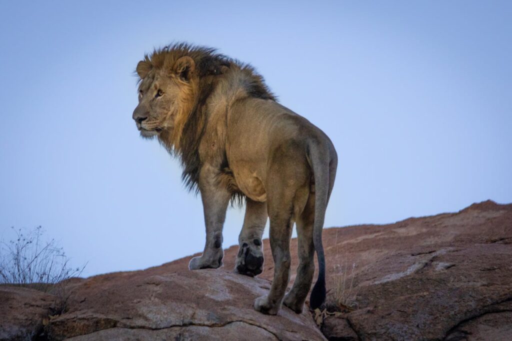 EvenDelen.be African Cats Leeuw