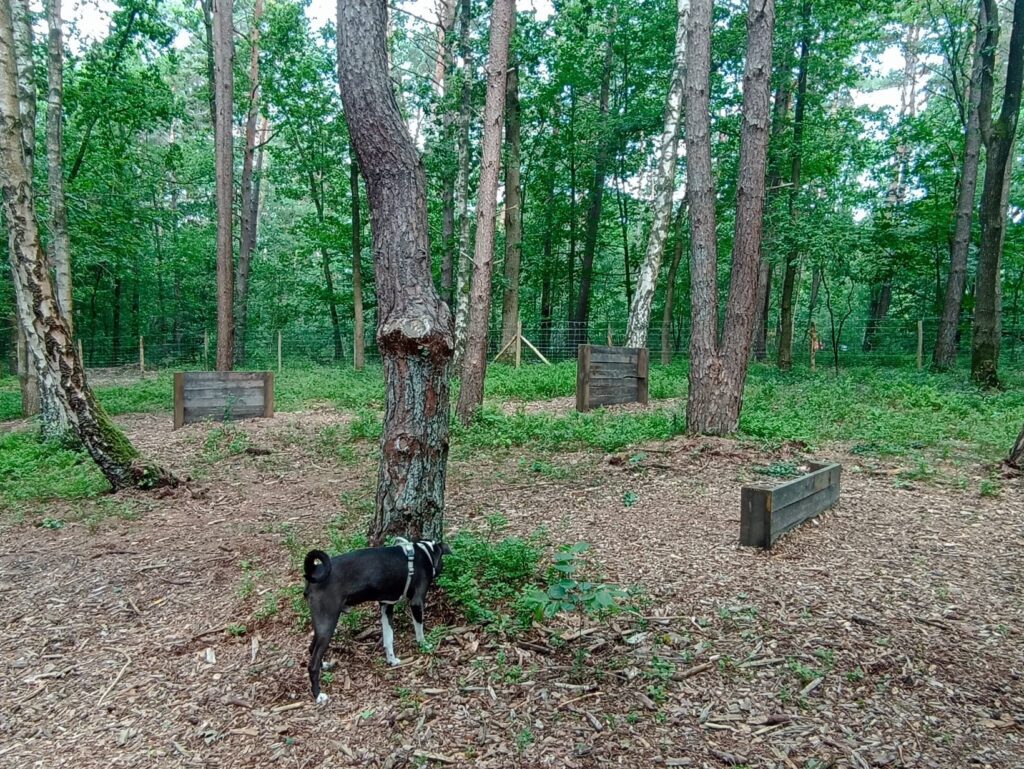 EvenDelen.be Honden losloopgebied Boeneveld Zutendaal