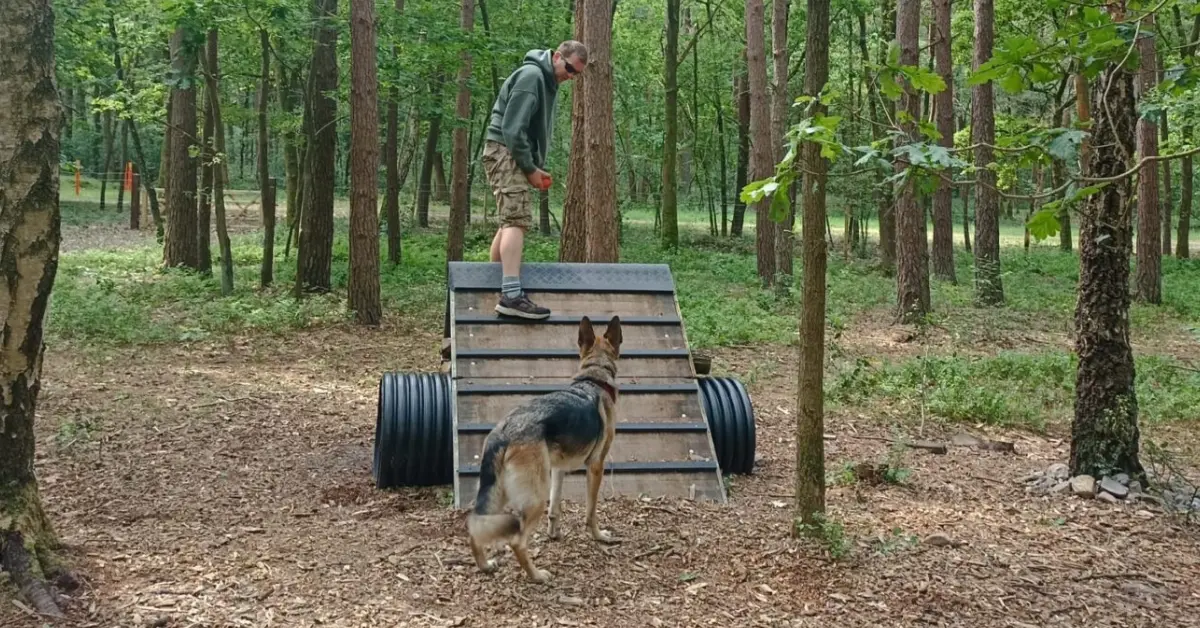Hondenbelevingsbos Boeneveld Zutendaal: waarom honden hier zó gelukkig worden