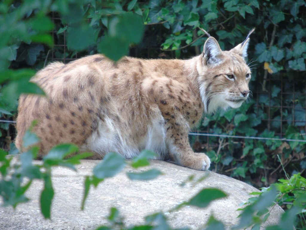 EvenDelen.be Gaia Zoo Europese Lynx.