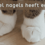 EvenDelen.be Hoeveel nagels heeft een kat
