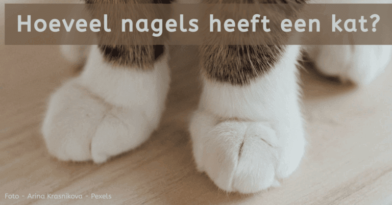 EvenDelen.be Hoeveel nagels heeft een kat