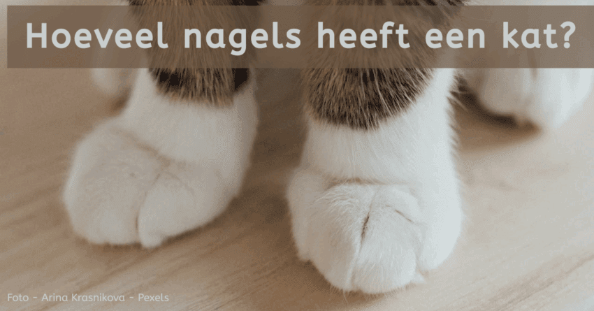 EvenDelen.be Hoeveel nagels heeft een kat