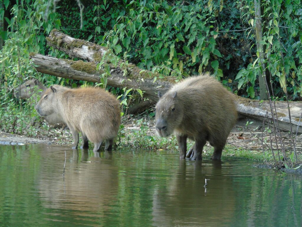 EvenDelen.be Capibara