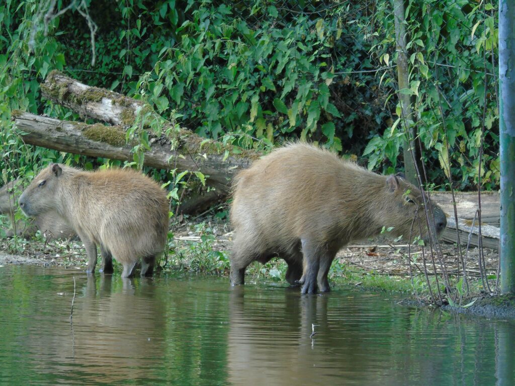 EvenDelen.be Capibara