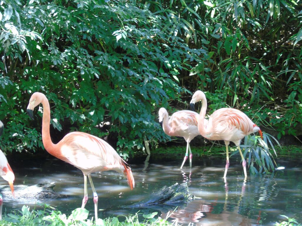 EvenDelen.be Chileense Flamingo