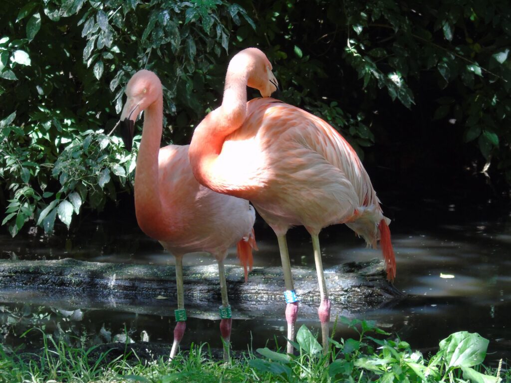 EvenDelen.be Chileense Flamingo