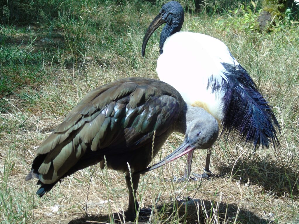 EvenDelen.be Heilige Ibis