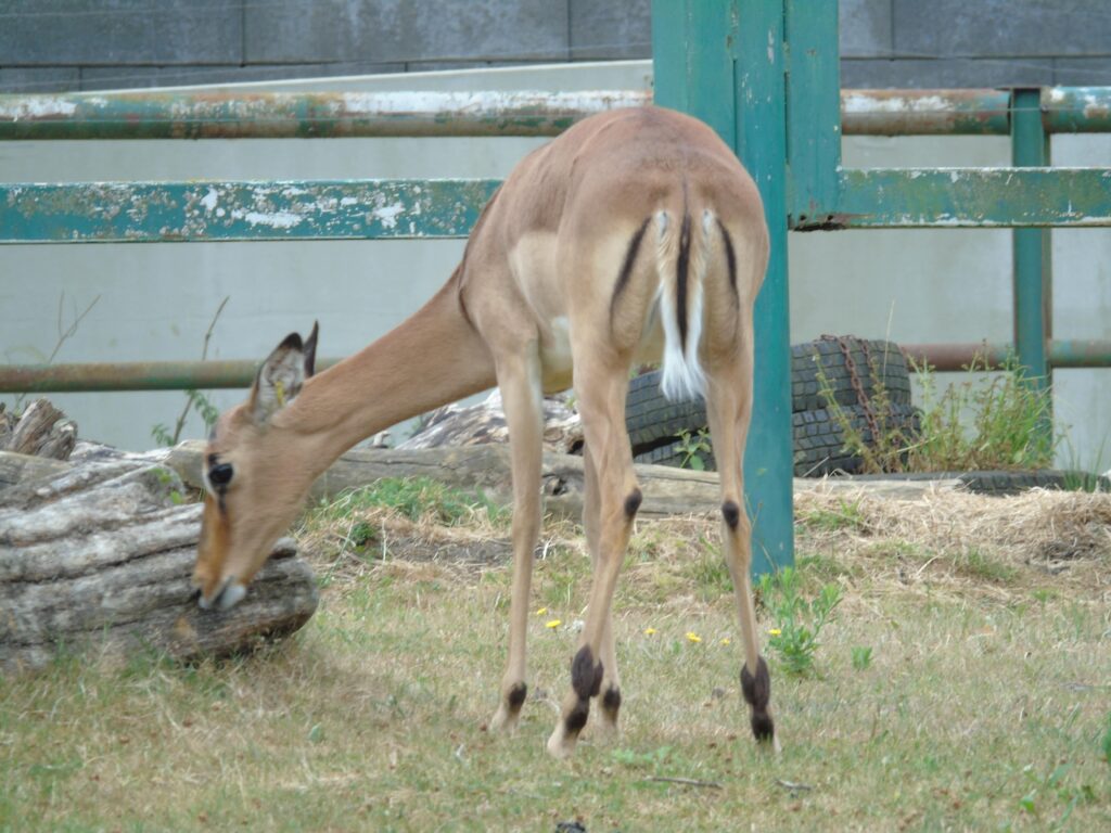 EvenDelen.be Impala