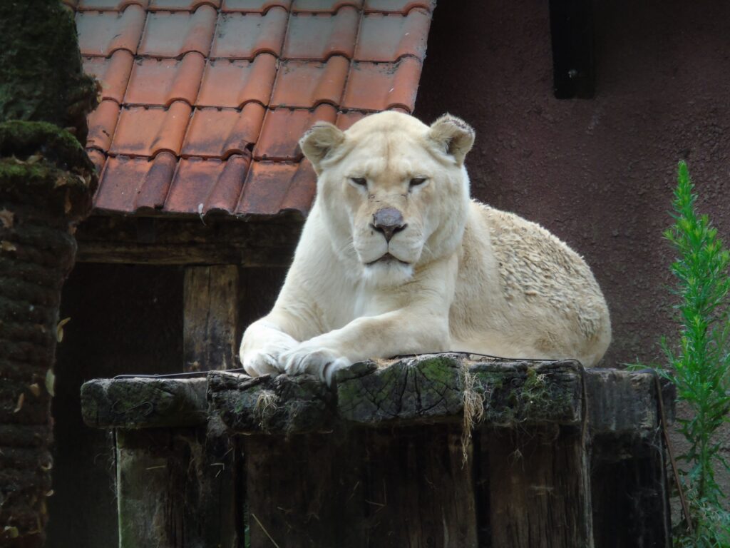EvenDelen.be Witte Leeuwin