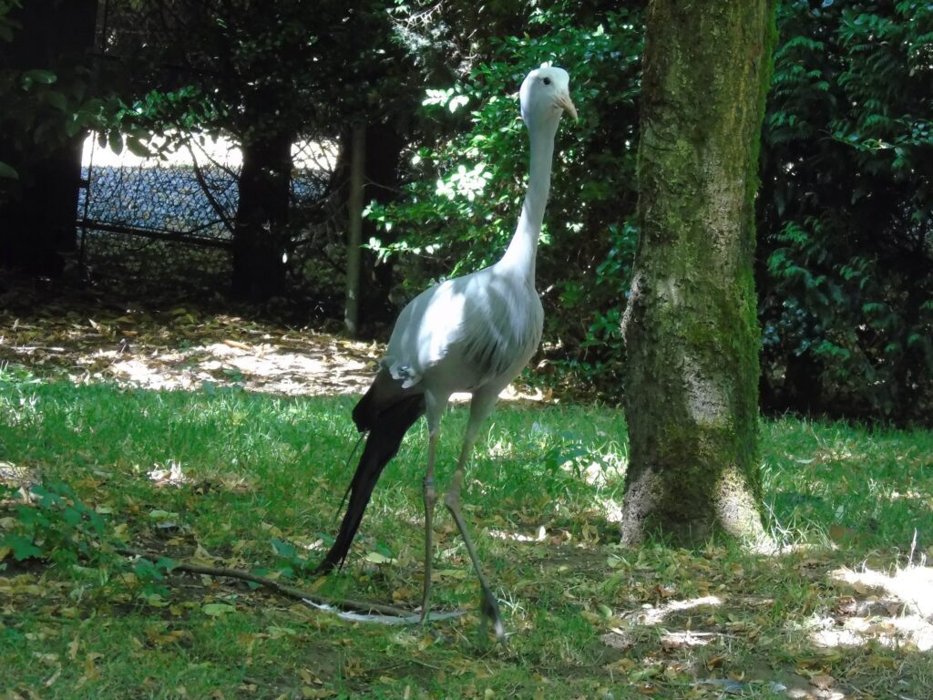 EvenDelen.be Paradijskraanvogel