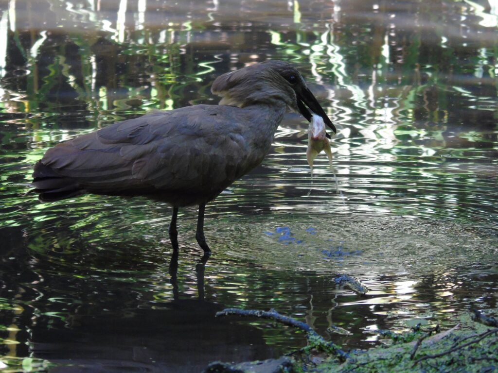 EvenDelen.be Puna Ibis