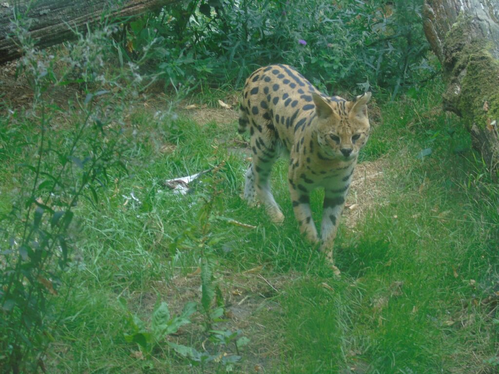 EvenDelen.be Serval
