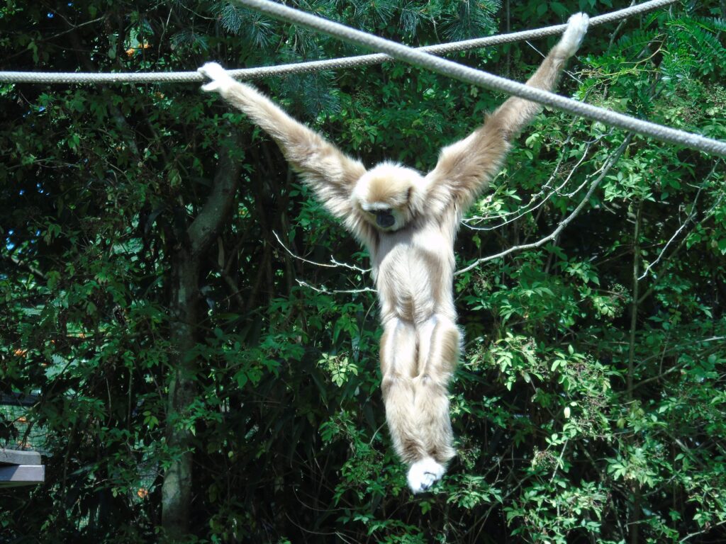 EvenDelen.be Withandgibbon