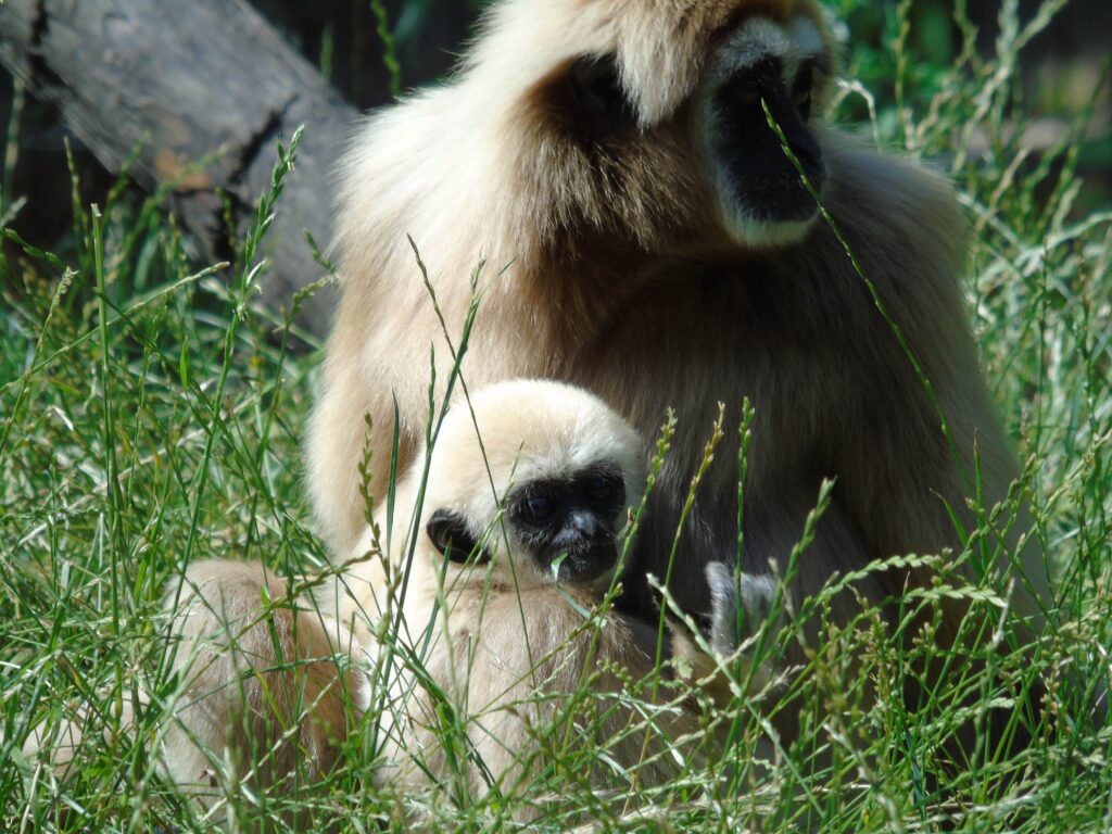 EvenDelen.be Withandgibbon