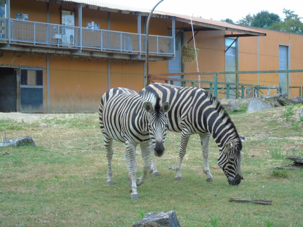 EvenDelen.be - Steppezebra's